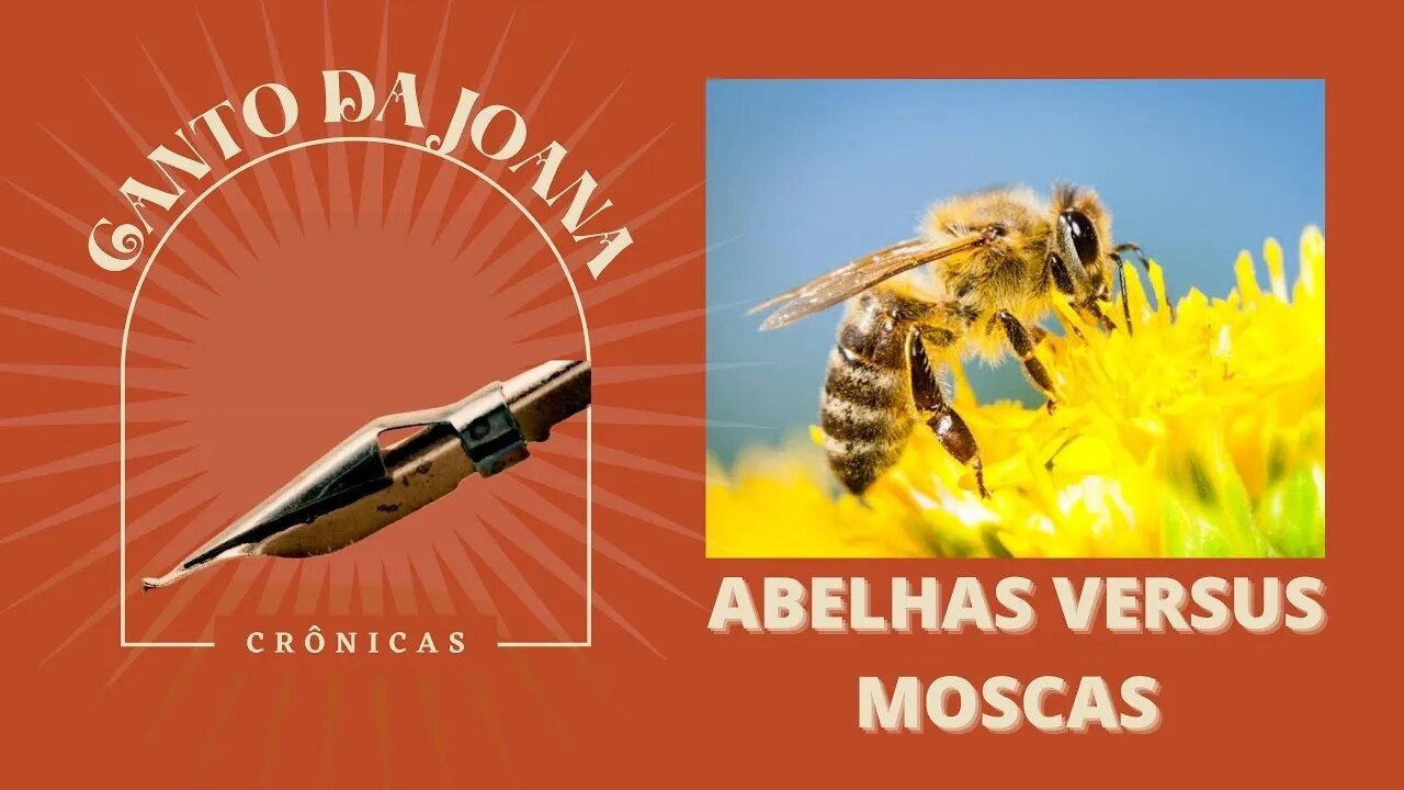 CANTO DA JOANA - ABELHAS VERSUS MOSCAS TV CINE KUA NON