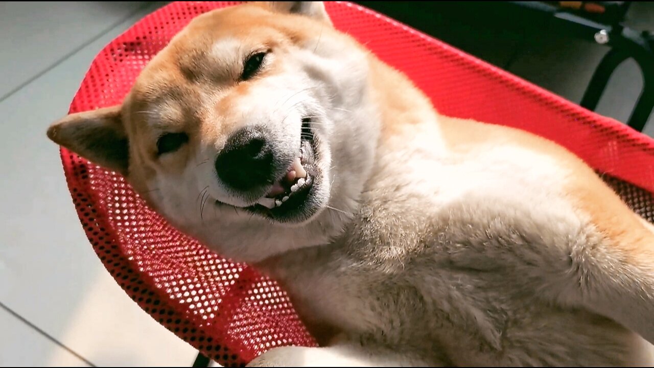 my dog is sleeping soundly | my dog is sleeping in the hammock