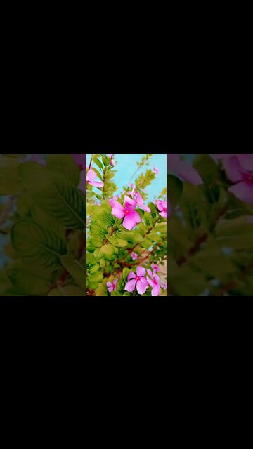 hwa ka rukh badal jaayeee #shorts #shorts