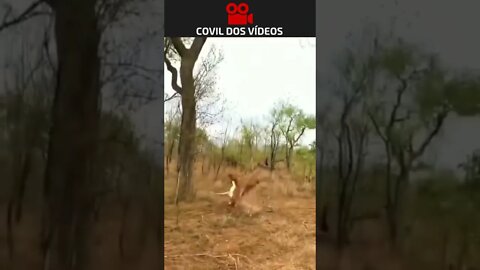 você não vai acreditar nesse vídeo