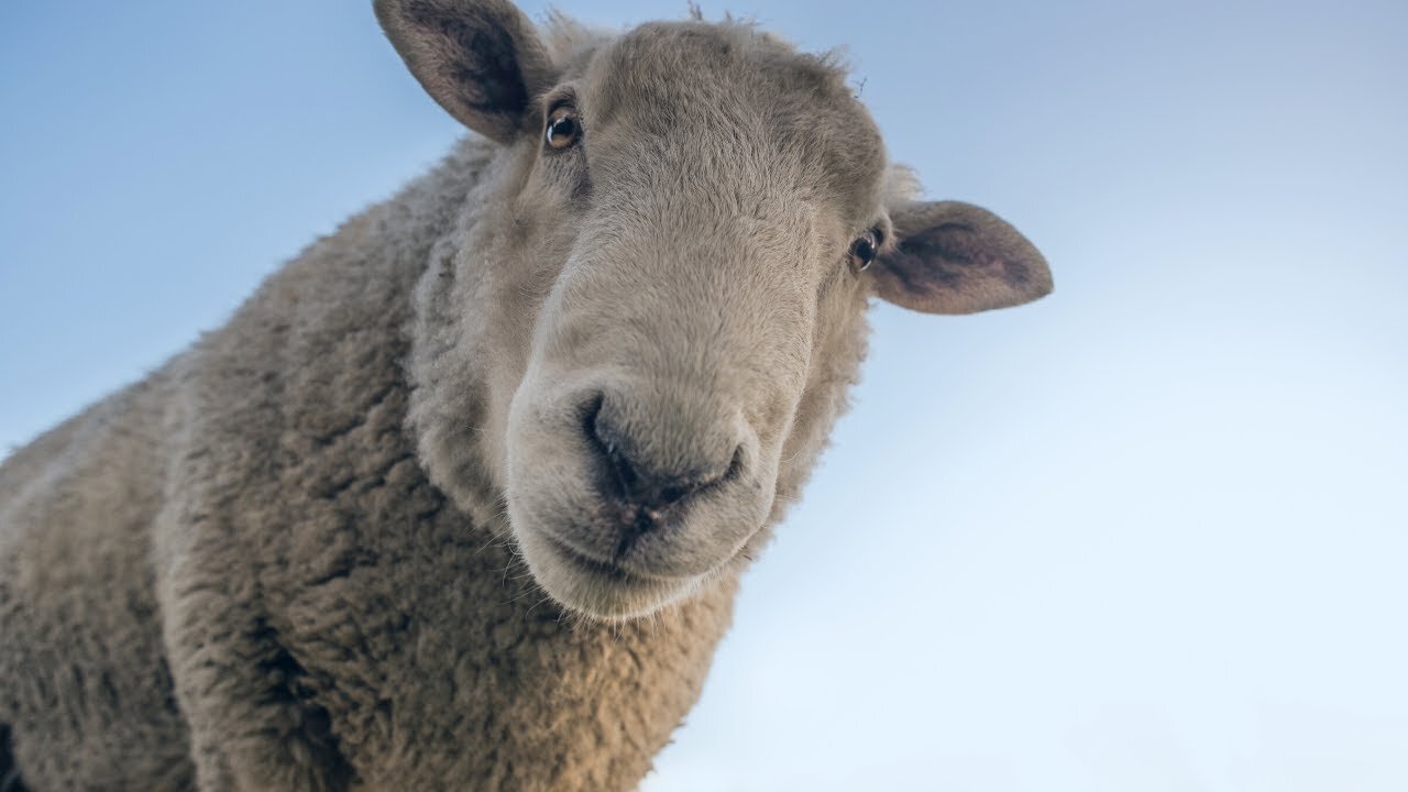 Sheep Videos 🐏 Sheep Sounds