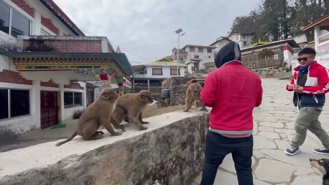 Monkeys everywhere! Tour of a Buddhist Monastery | Arunachal Pradesh | Tawang