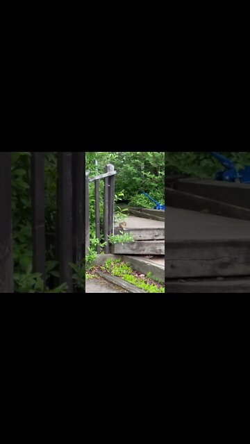 Little chipmunk having a snack