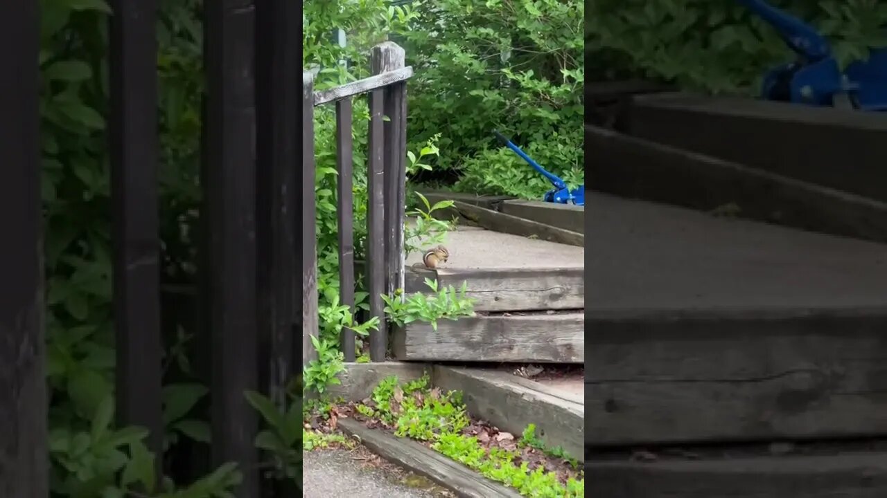 Little chipmunk having a snack