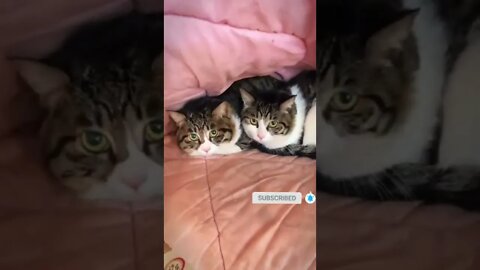 cute cat videos 😹 funny videos 😂 472 😻