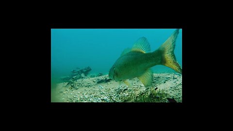 smallie bed fishing