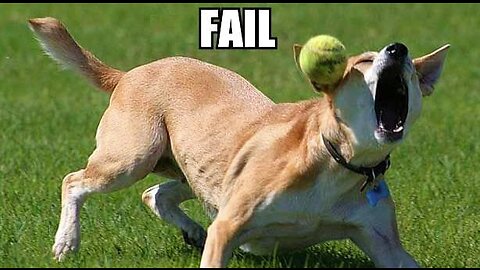 The funniest dog fails compilation you will ever watch!