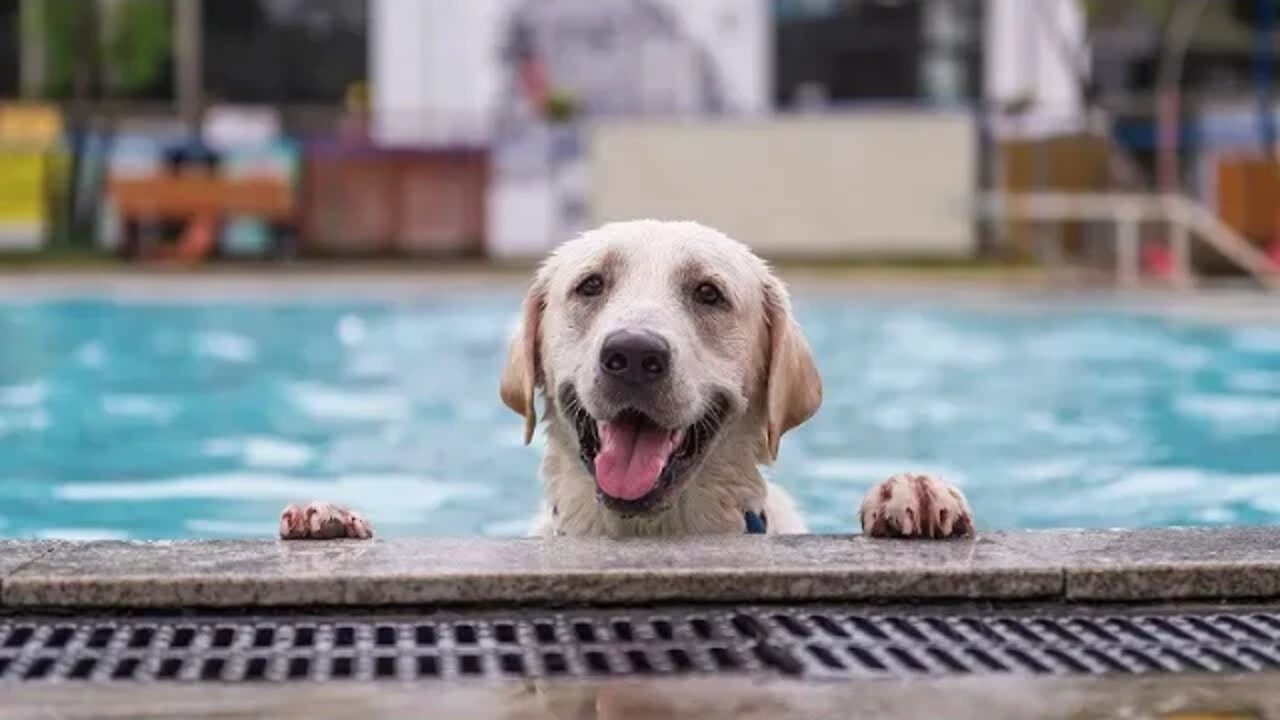 CANINE COMPANIONS FOR INDEPENDENCE TRAINING AND POOL SESSION WITH PUPPY RAISER MIKE HARTSKY