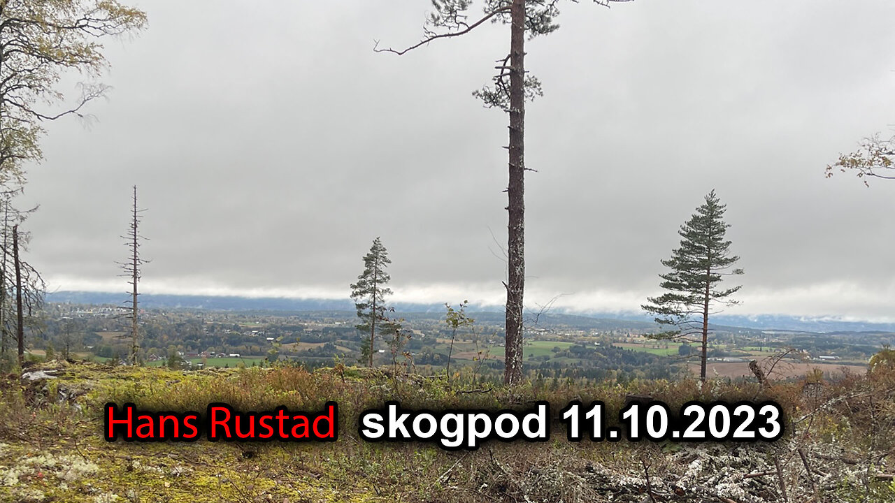 Skogpod 11. oktober 2023