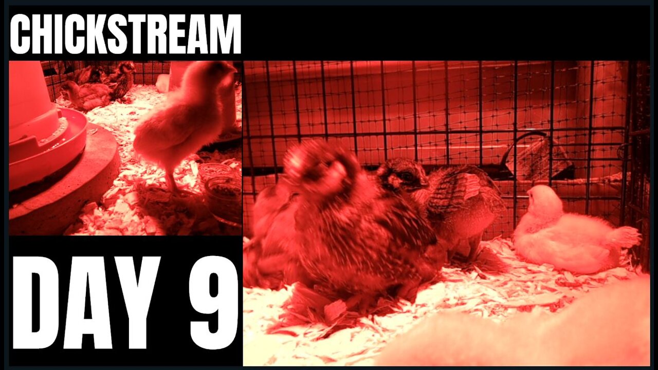 CHICKSTREAM | Day 9 LIVE ChickCam