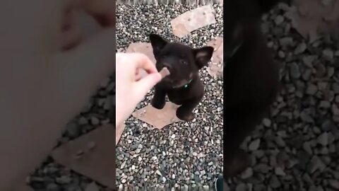 An attempt was made…😏😂🐶