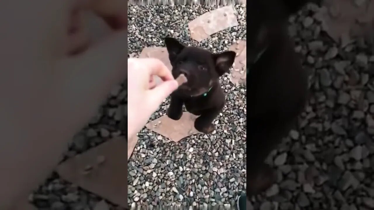 An attempt was made…😏😂🐶