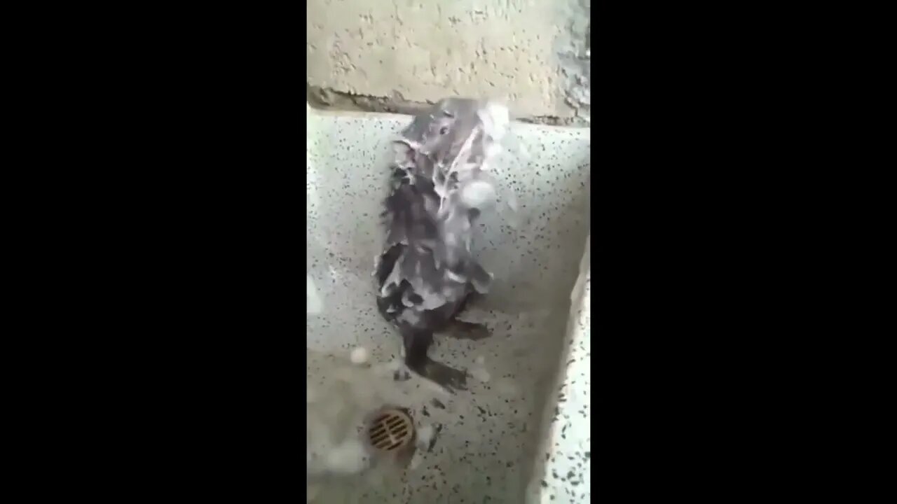 Rat Taking a Shower?