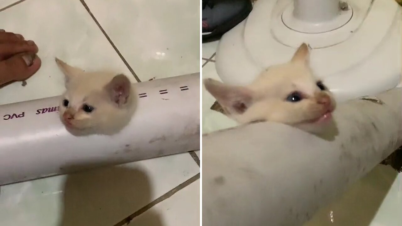 Kitten's head stuck in a used pipe! cute but sad