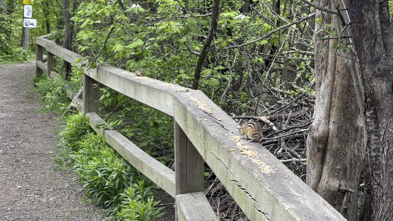 Chipmunks with black bird keeping the peace