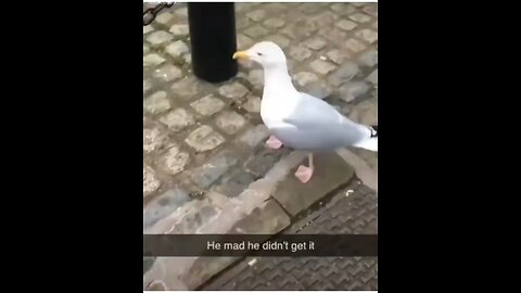 Ducks do be weird