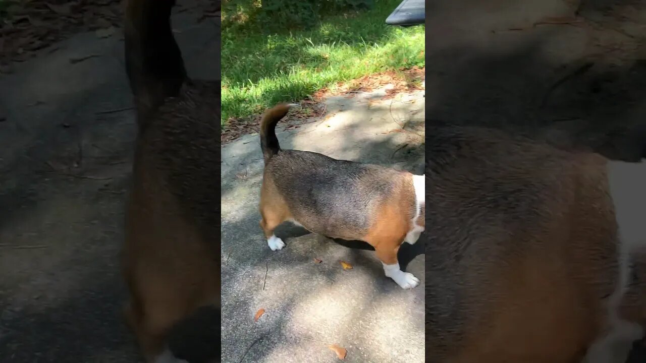 Banchee My Big Boy