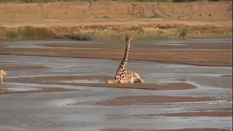 T lion 🦁 attacks on giraffe 🦒