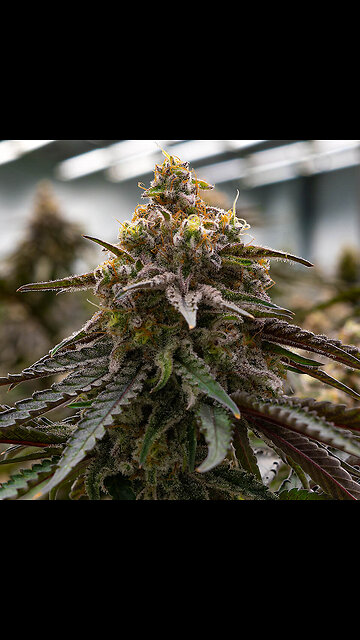 🍒 🍫 Cherry Cocolate 🕸 Widow 🕷