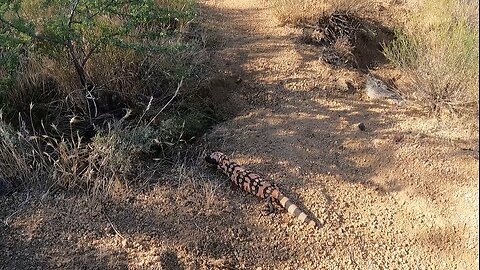 Gila Monster on the trail