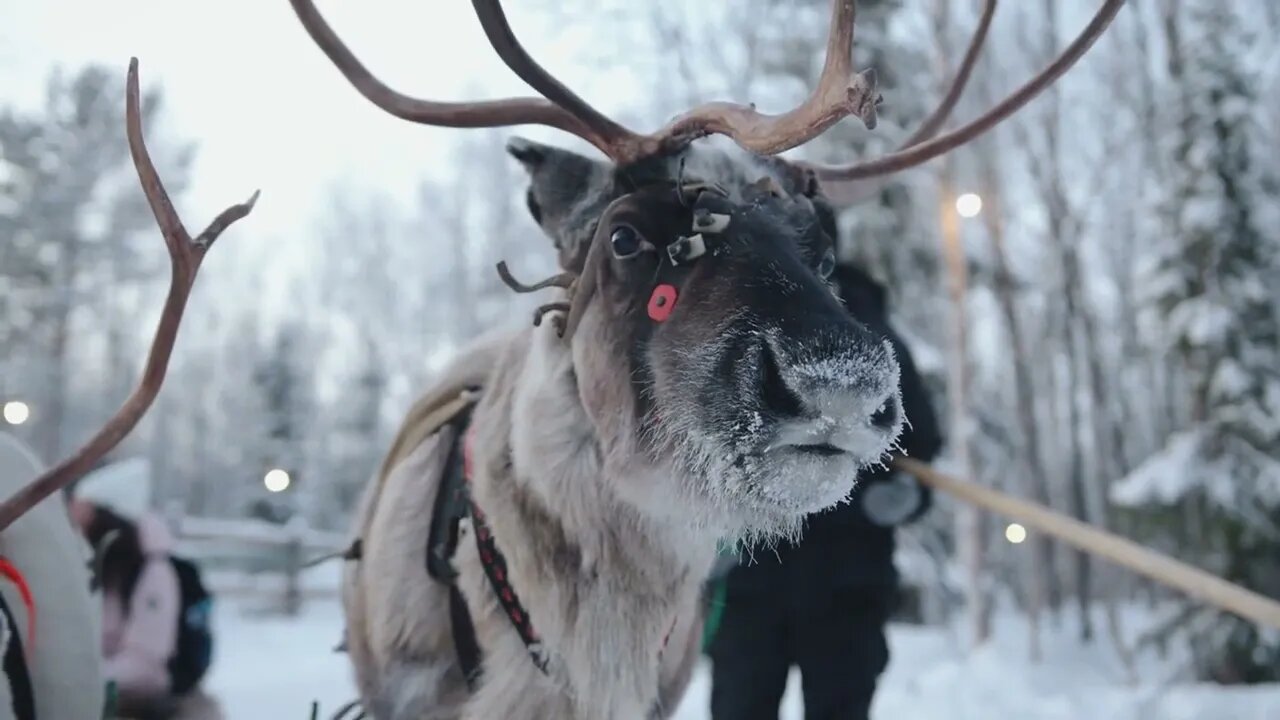 Close-up of a reindeer head with large antlers in harness in a winter forest