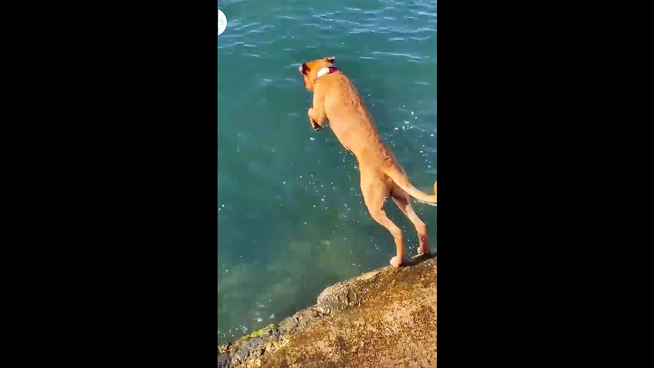 The dog hunted fish from the sea