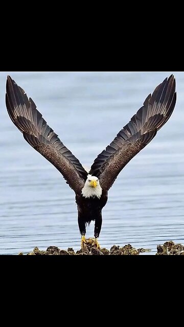 Problemy z Immigracją cześć 2