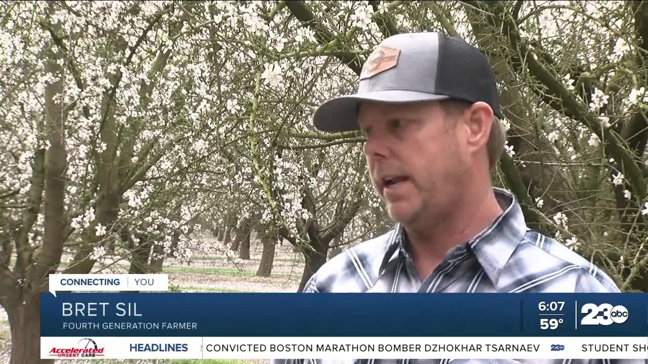 Almond Blossoms return to Kern County