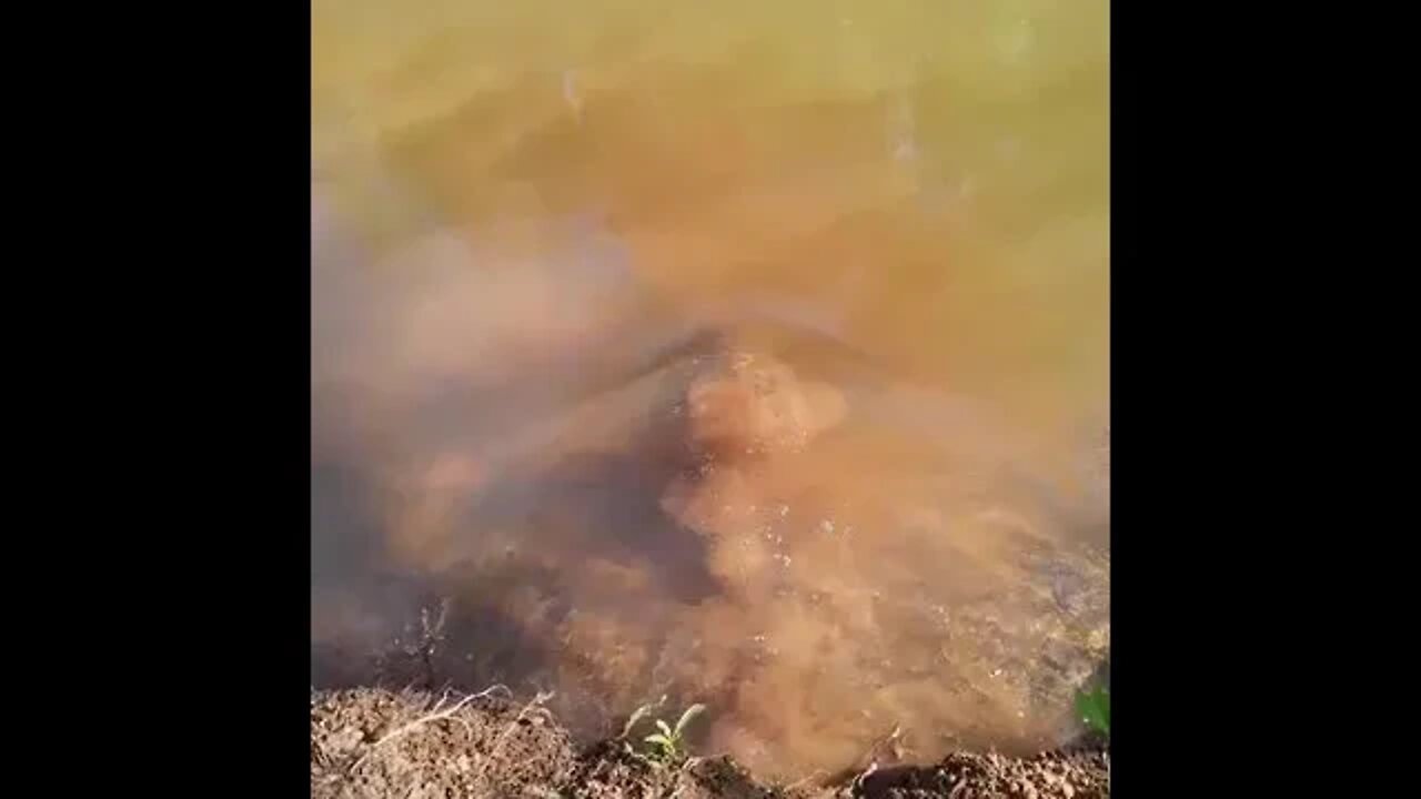 Big Turtle he gone #Shorts