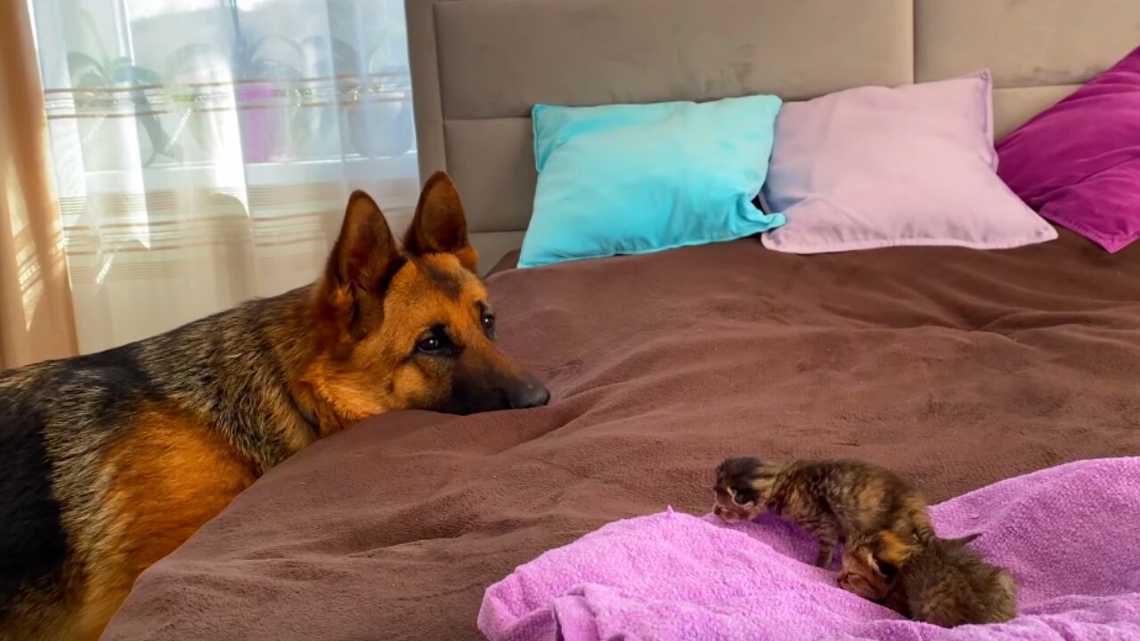 German Shepherd Meets Newborn Kittens for the First Time!