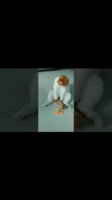 Animais Engraçados , TENTE NÃO RIR , Pegadinhas com Animais (gatos,gato) #shorts