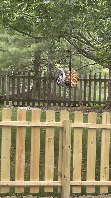 Baby Red Bellied Woodpecker eating suet