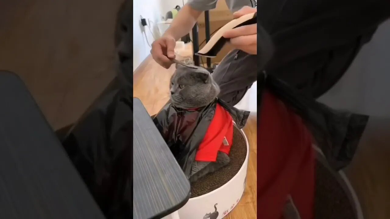 That's cool! And the way your cat just sat there is priceless, ❤️