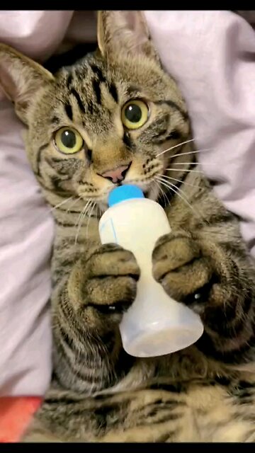 Like a-haved ^Child^