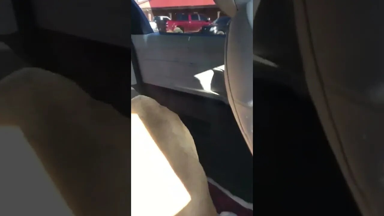 On way to DR. Finny in labor. She is Full of CH Brick puppies. LonelyCreek bullmastiff