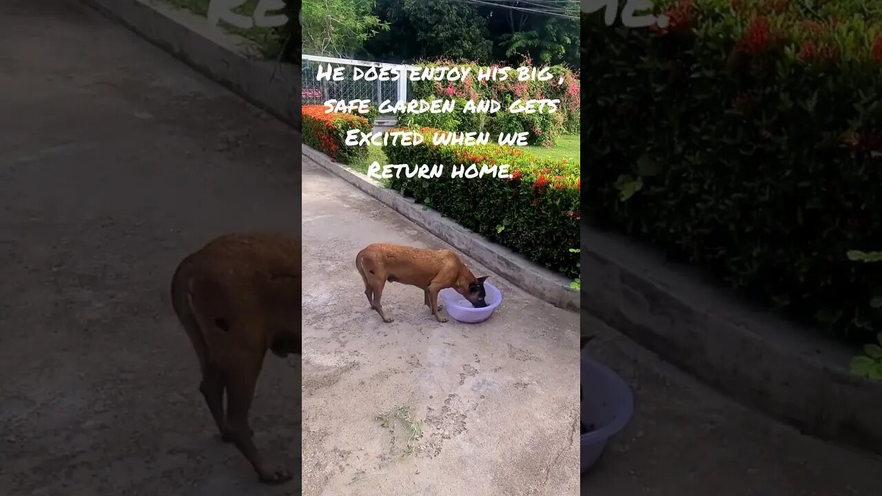 RESCUE A SOI DOG, YOU WILL BE HAPPY THAT YOU DID. #shorts