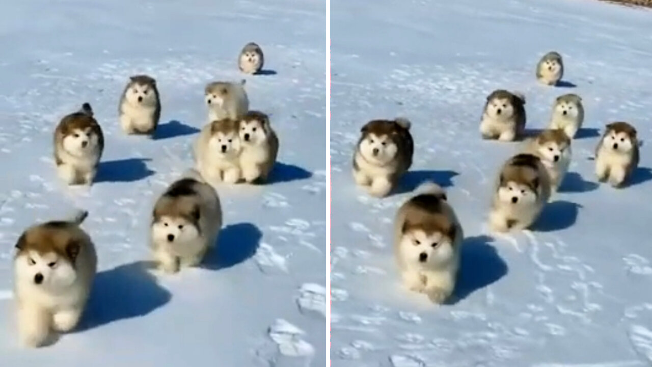 Alaskan maiamute pupples first time playing in snow