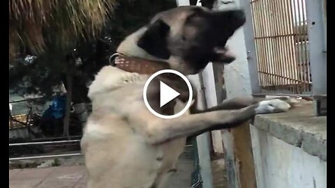 Famela Shepherd Dog