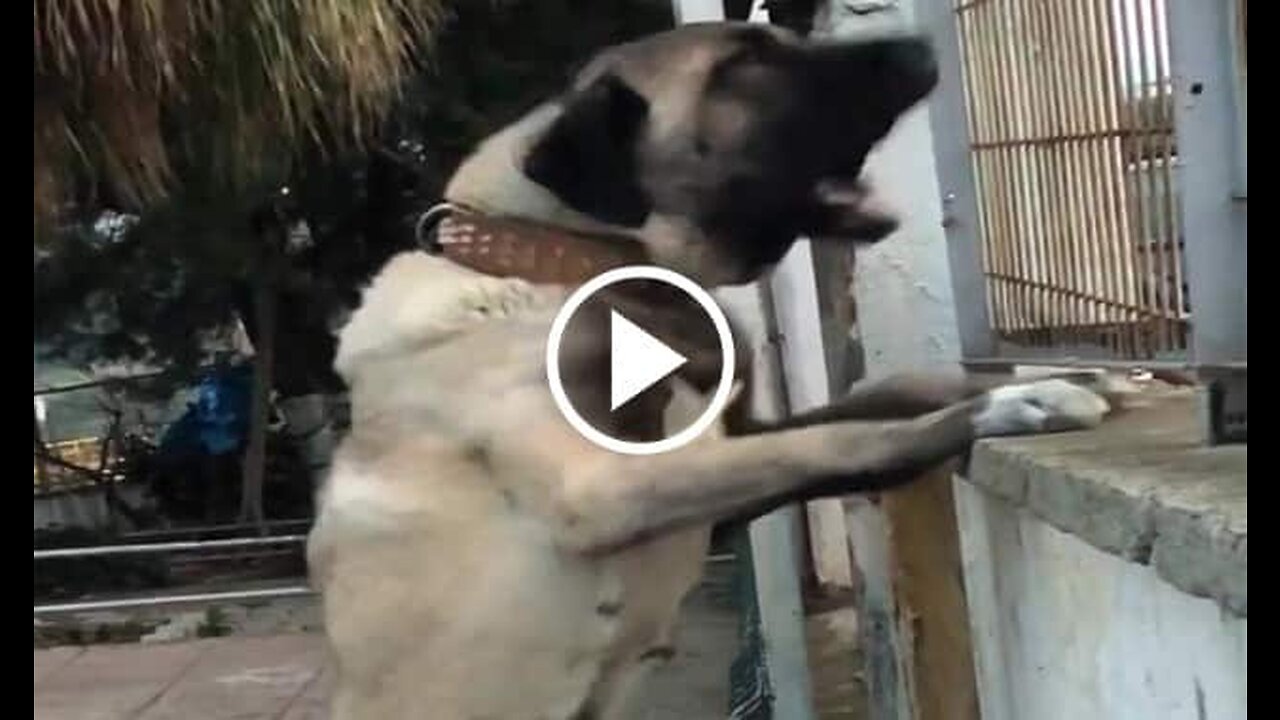 Famela Shepherd Dog