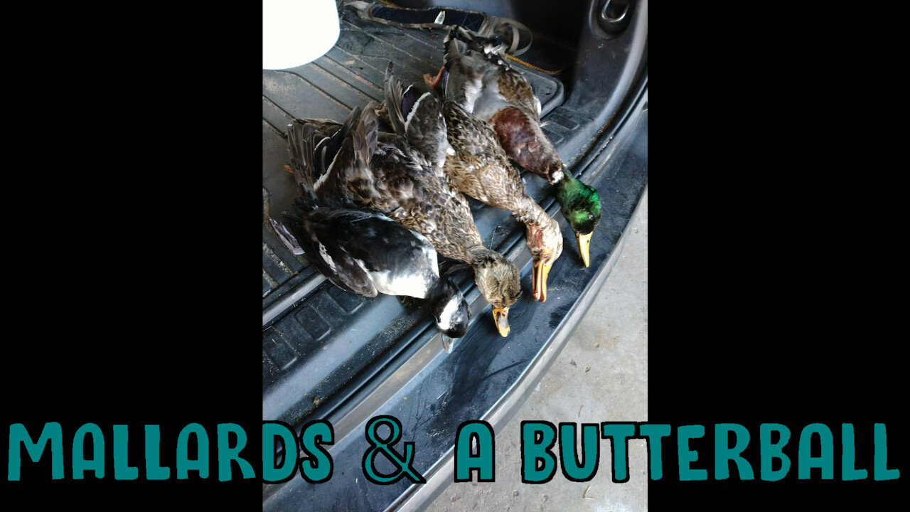 Mallards & A Butterball