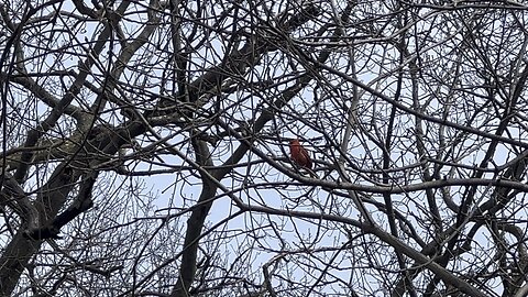 Triple tone Male Cardinal song