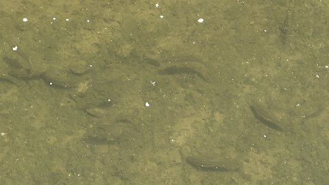 Minnows of the Humber River are back