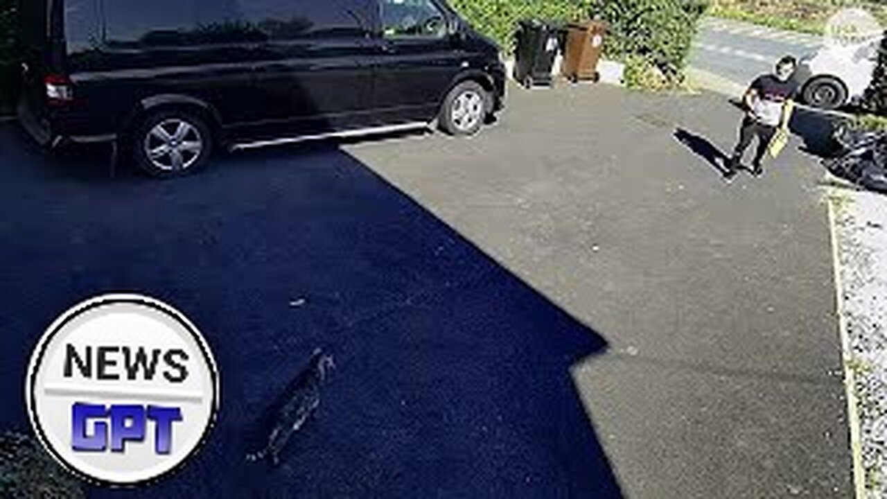 Hilarious video shows friendly animal thwarting package delivery