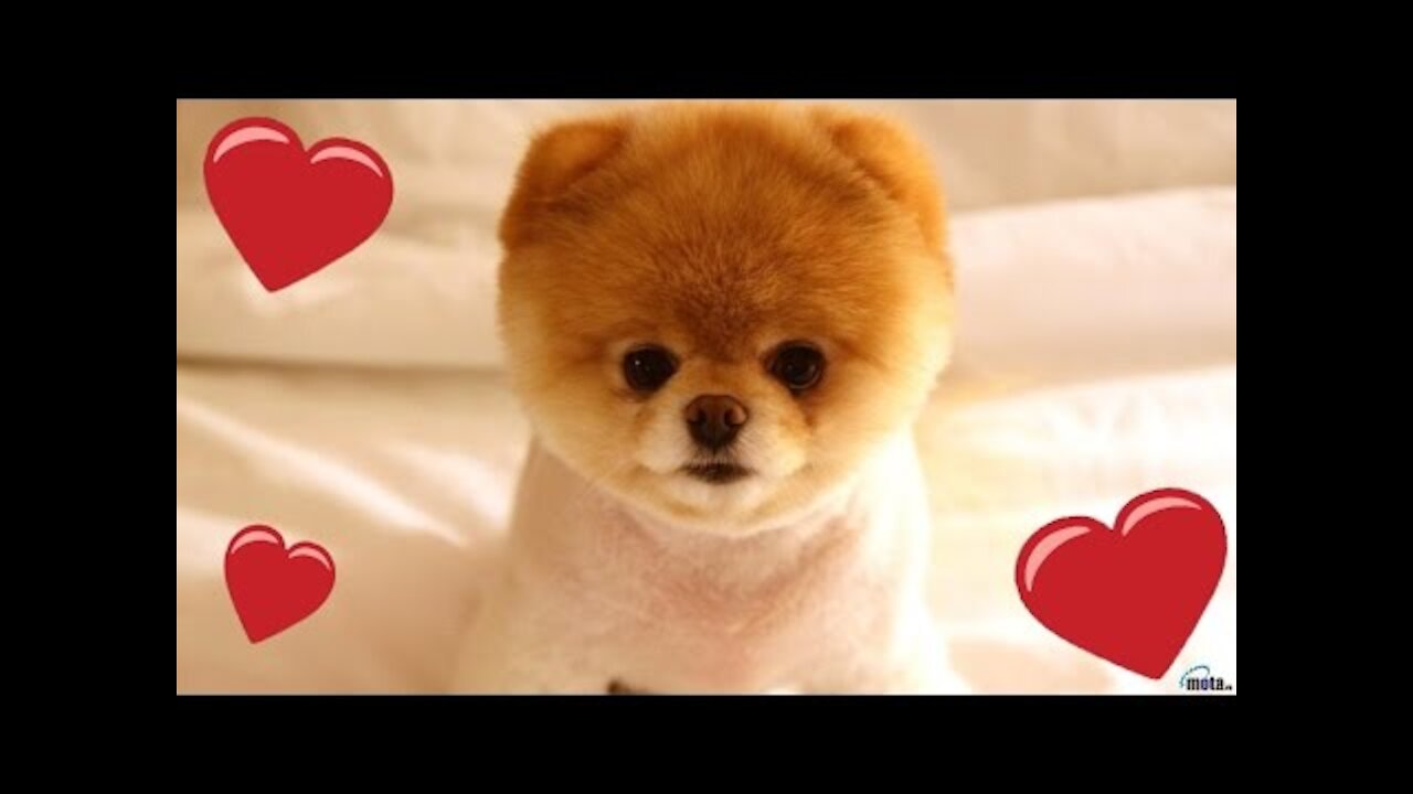 Cute Pets And Funny Animals Compilation #9 - Pets Garden