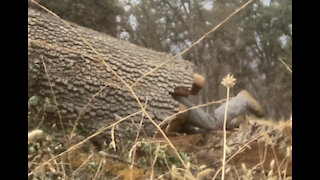 Dude Gets Eaten By a Tree