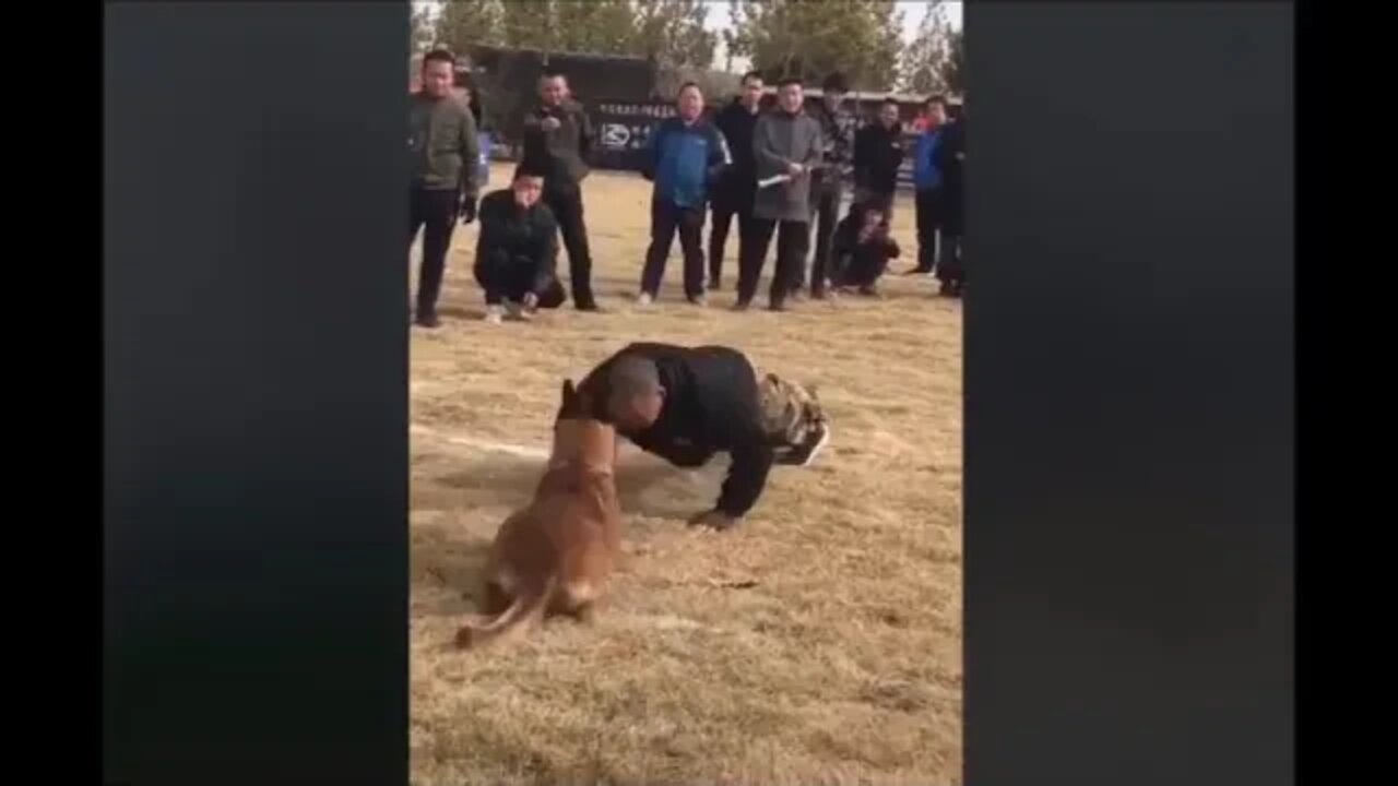 Try Not To Laugh Challenge - Funny Cat & Dog compilation, Funny cute pets lovers