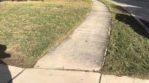 Always on Sunday Mowing w/ Milwaukee M18 Fuel Self Propelled Mower #viral #lawn #grass #bermuda #dog