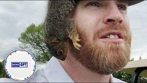 Adventurous baby squirrel hits the links with a pair of golfers