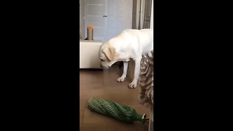 try to block laugh ] { Funny Animal}