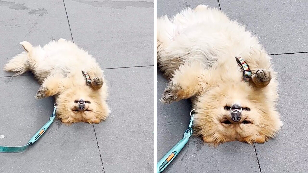 Lazy Pup Decides To Nap In The Middle Of A Sidewalk